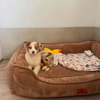澳大利亚牧羊犬小狗