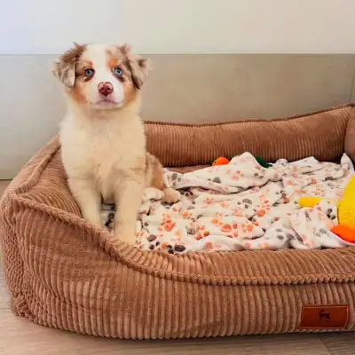 Chiot berger australien attendant une famille aimante