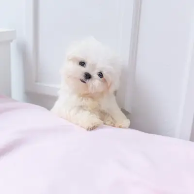 Chiot maltais