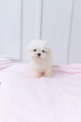 Maltese köpeği