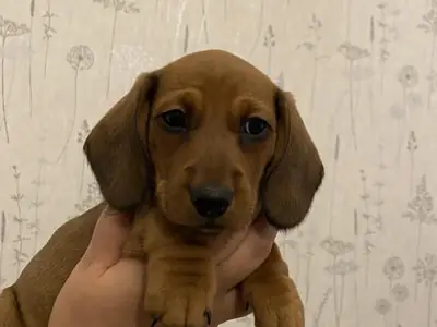 Male and female dachshund 