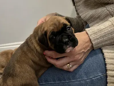 Boxer puppies for new family
