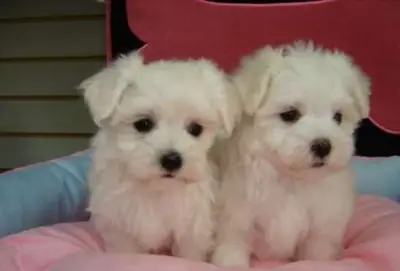 Clean Maltese puppies for caring family