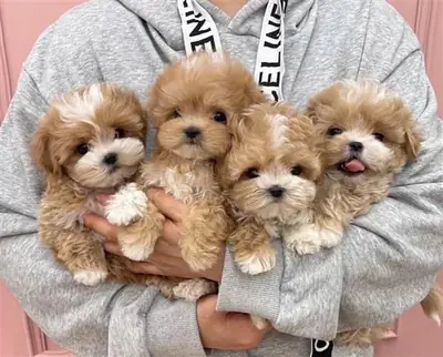 Amazing Maltipoo puppies for caring family