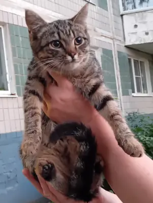 两只捕鼠的小猫寻找家（4个月）
