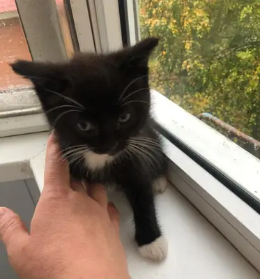 Cute hand-raised 1.5-month-old kittens