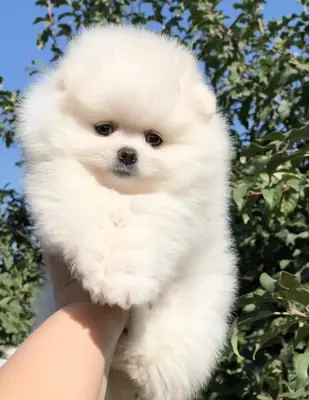 我们有一窝可爱的博美犬幼崽。