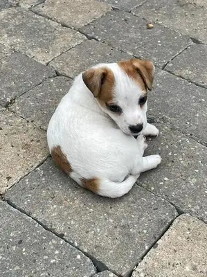 Muhteşem Jack Russell yavruları (erkekler ve dişiler)