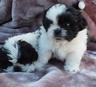 Oynak Shih Tzu Yavruları
