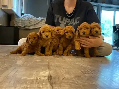 Adorables chiots caniche toy ! 2 mâles et 2 femelles.