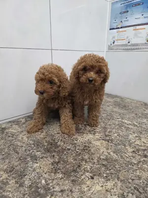 chiots de caniche toy pur!