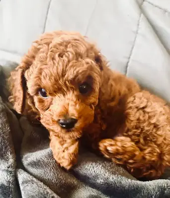 Cachorros de caniche toy miniatura de raza pura!