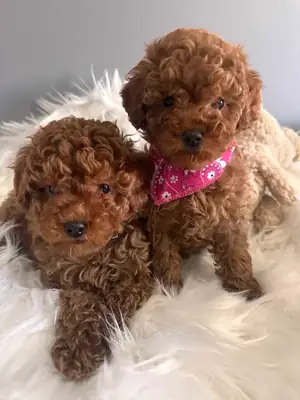 Cachorros adorables de caniche toy buscan un hogar lleno de amor.