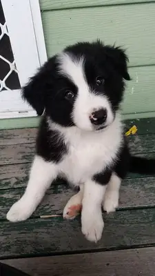 🐾 Güzel Border Collie Yavruları Mevcut