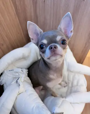 Chihuahua yavrusu