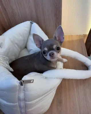 Linda cachorra Chihuahua en adopción