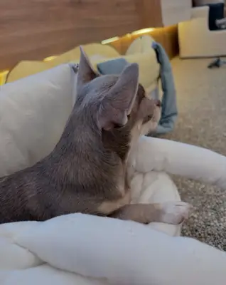 Chihuahua yavrusu sahiplenme için