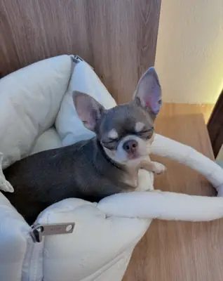 Cute Chihuahua dog for rehoming and adoption,for more information message through 