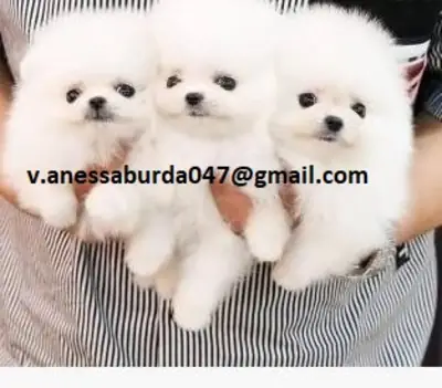 Sevimli Pomeranian Yavru Köpekler sahiplenme için (lütfen benimle fotoğraflardaki e-posta üzerinden iletişime geçin)