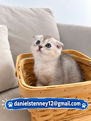 苏格兰折耳猫小猫