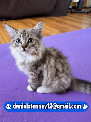 Зарегистрированные котята Рэгдолл