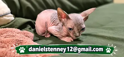 Котята сфинкса