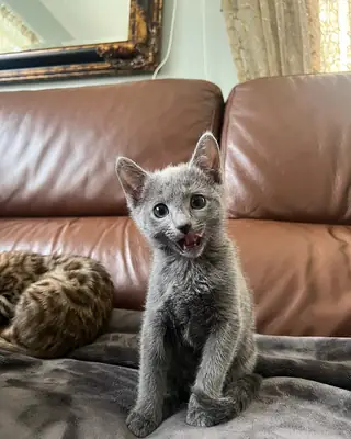 Beautiful Russian blue kittens 
