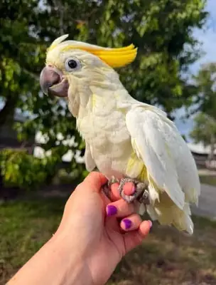 Perroquets cacatoès
