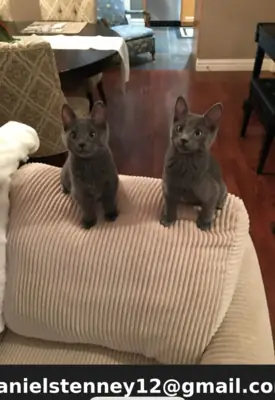 美丽的俄罗斯蓝猫小猫