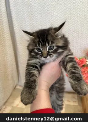 Котенок Мейн-кун