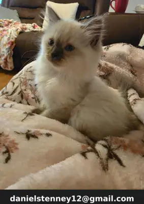 布偶猫小猫