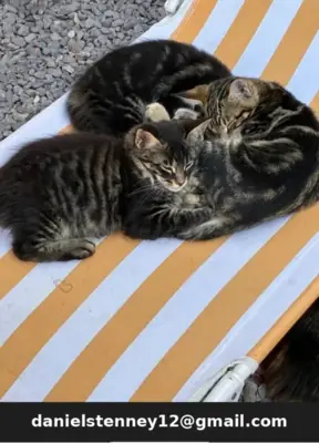 Pure Maine Coon kittens