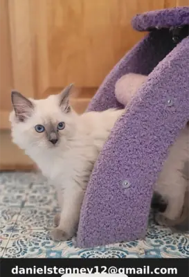 Balinese Kittens