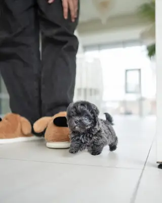poodle toy teacup en adopción
