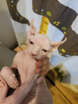 Chaton Sphynx