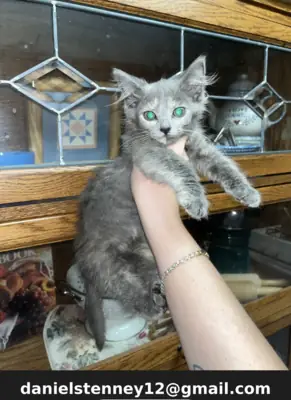 Chatons Maine Coon