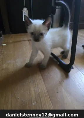 Beaux chatons siamois