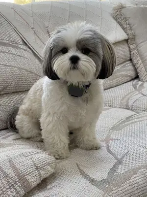 Adopción Shih Tzu | Perro Pequeño y Familiar