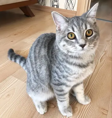 领养一只索科克猫 | 活泼又亲人