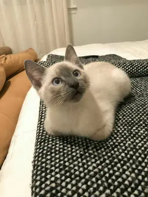 领养一只泰国猫 | 友善又爱玩