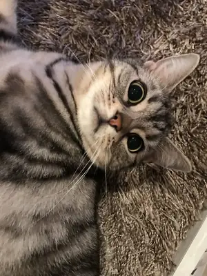 Evcil kısa tüylü bir kedi sahiplenin | Sevgi dolu ve oyuncu