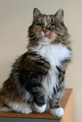 领养一只混种猫 | 友善又爱玩