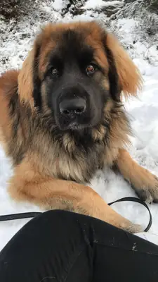 Leonberger cariñoso y equilibrado en adopción responsable