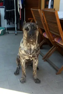 Chien Presa Canario robuste, loyal et équilibré, disponible à l'adoption