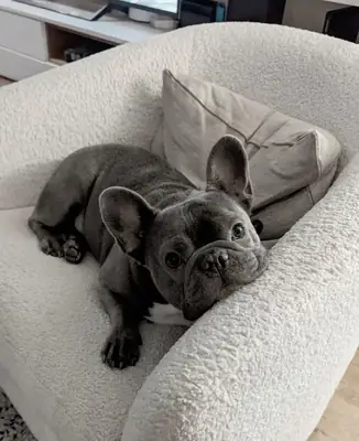 Bulldog Francés sociable y cariñoso en adopción