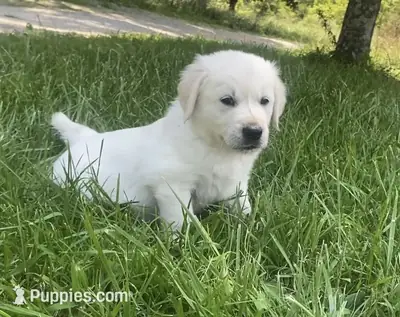 英式奶油金毛寻回犬
