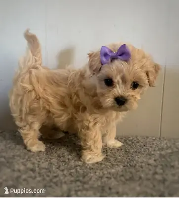 马尔提普犬幼犬