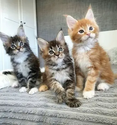 ŞEFKATLİ VE OYUNCU MAINE COON KEDİSİ YENİ EVİNİ ARIYOR 34/ 632 / 000/ 221