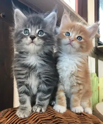 温柔可爱的缅因猫寻找它的家庭 34/ 632 / 000/ 221