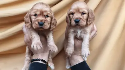 Bebek yüzlü cocker yavrular 